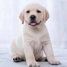 幼犬拉布拉多训练