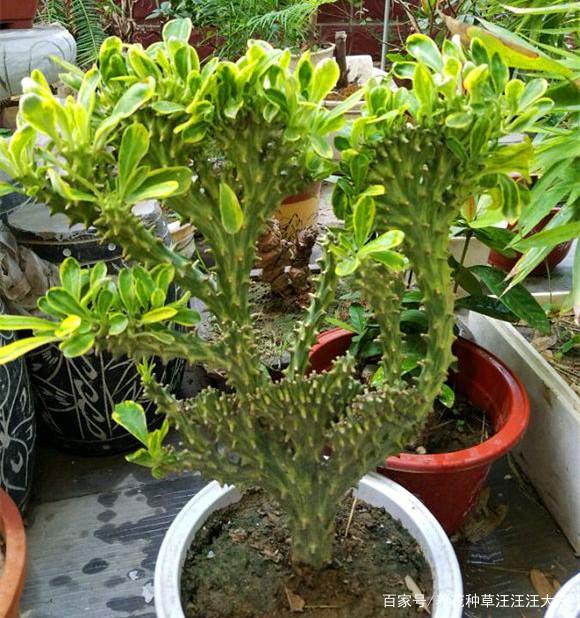绿麒麟掌植物栽培技巧