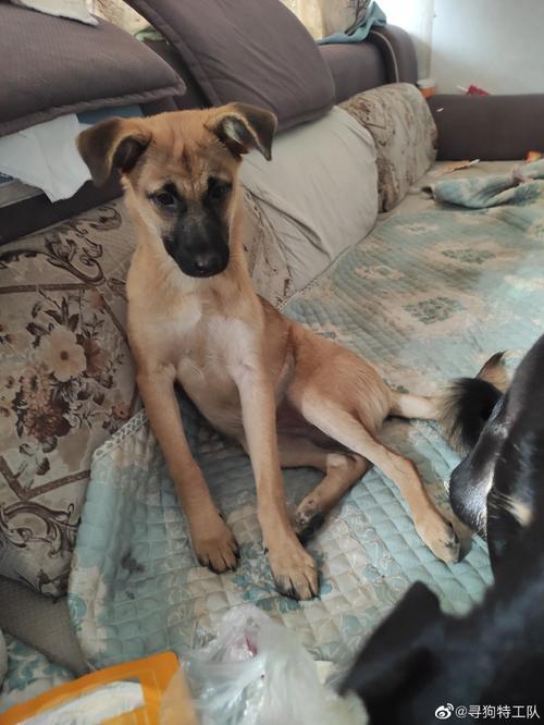 犬寻物训练