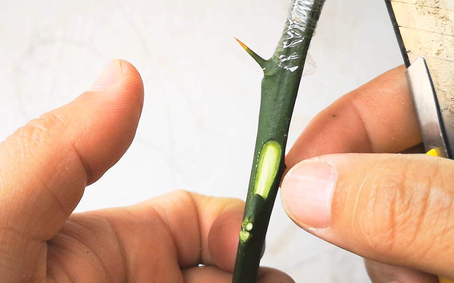芽接注意事项