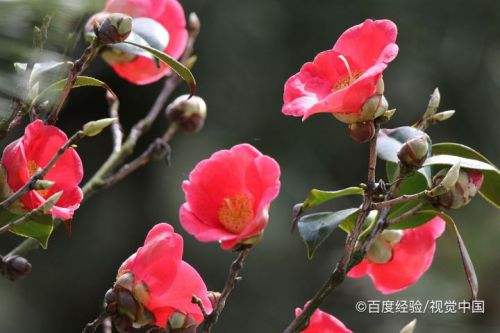 耐冬花的养殖方法