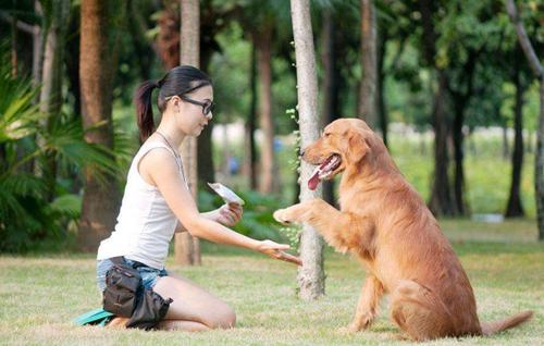 金毛捡东西送回怎么训练