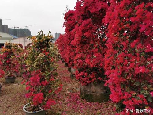 三角梅如何栽培