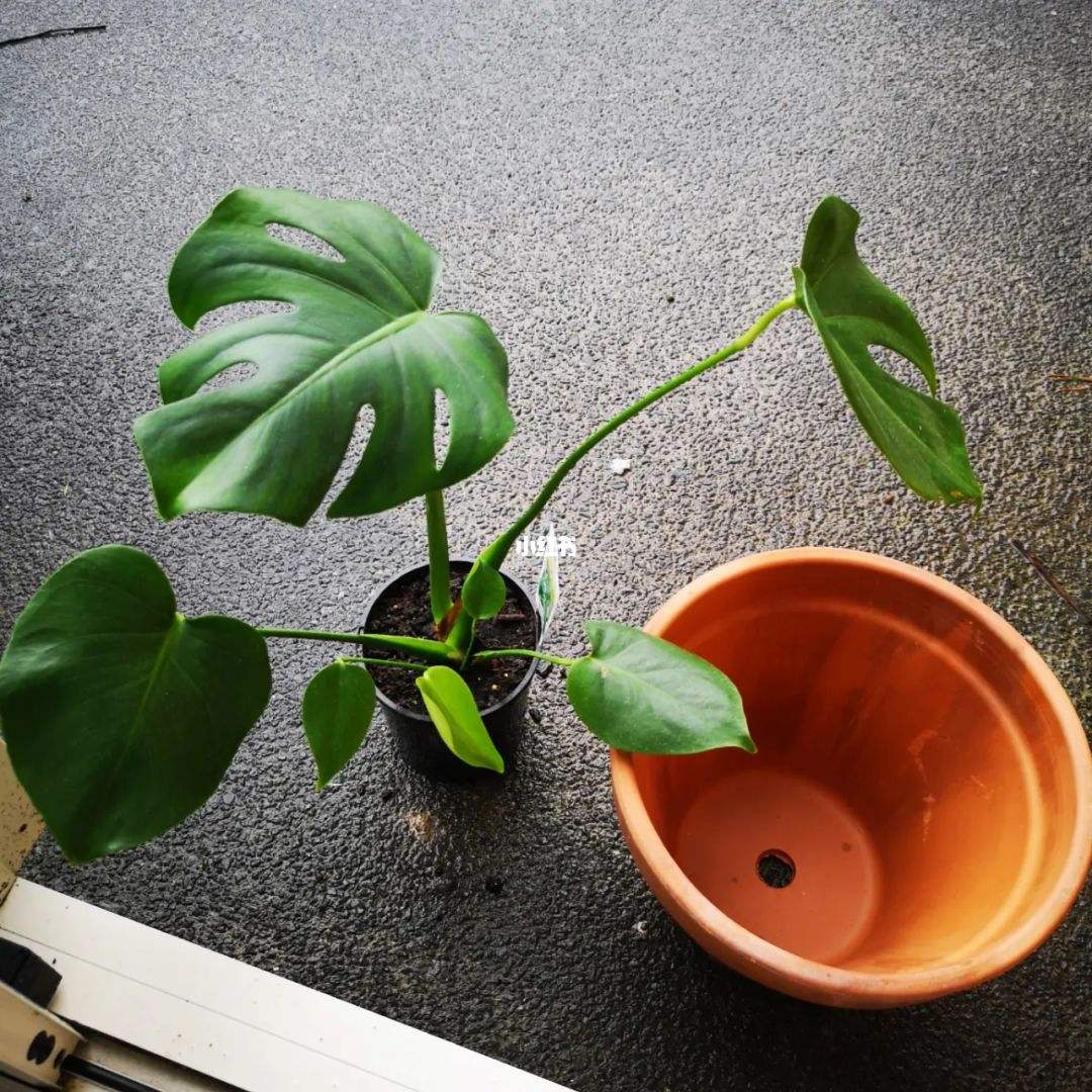 龟背竹换盆后注意事项