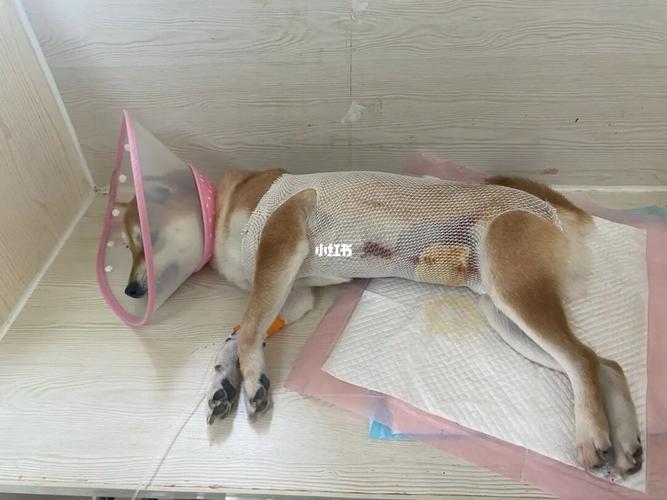 狗绝育前吃了东西怎么办
