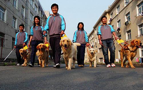 东营导盲犬训练基地