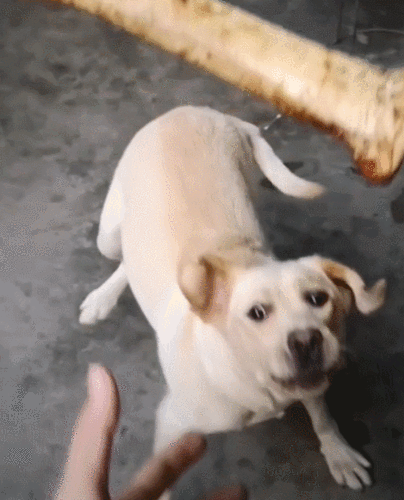 新狗怎么训练骚路