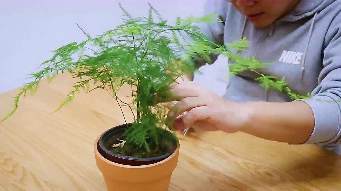 文竹怎么养殖方法