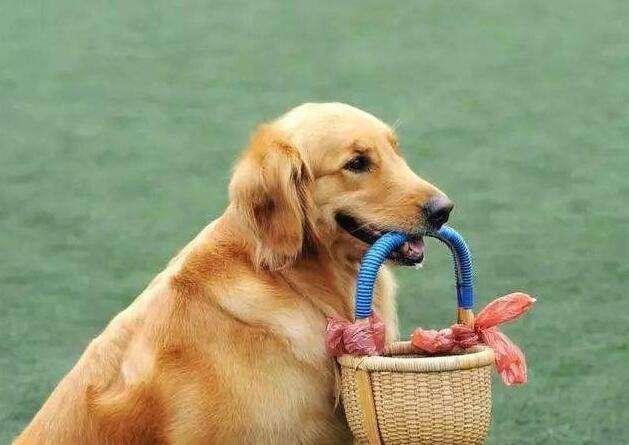 训练狗不随便吃东西