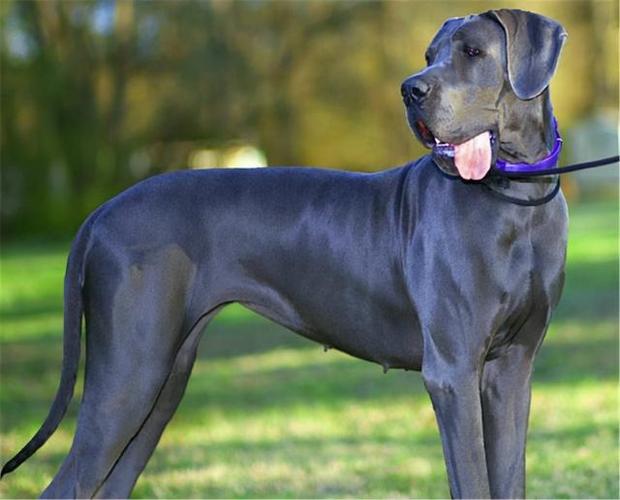 养大型犬需要什么东西