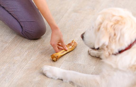 幼犬老是乱吃东西怎么办