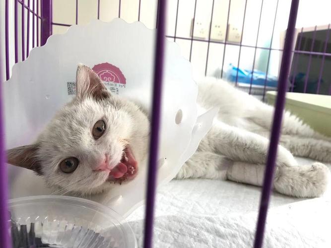 猫咪摔伤不吃东西