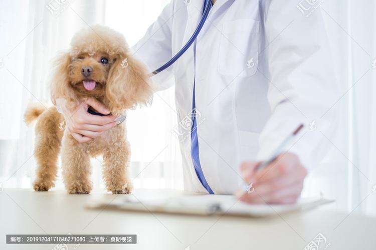 狗体检都检查什么东西