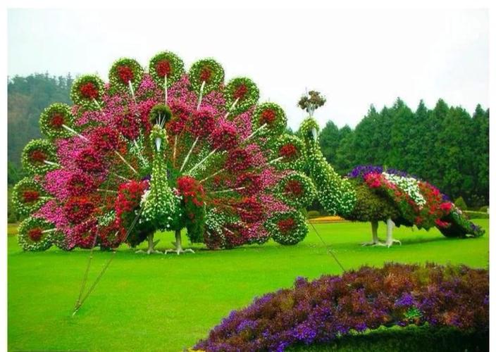孔雀花怎样栽培