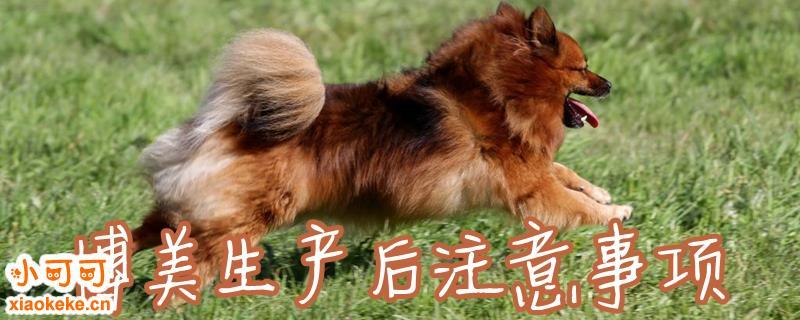 孕狗生产后要注意什么东西