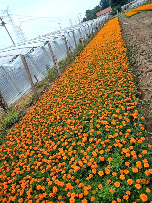 一二年生花卉栽培要点