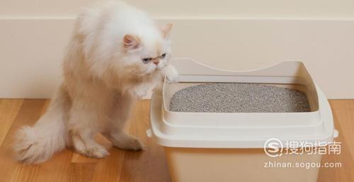 怎么训练成猫用猫砂
