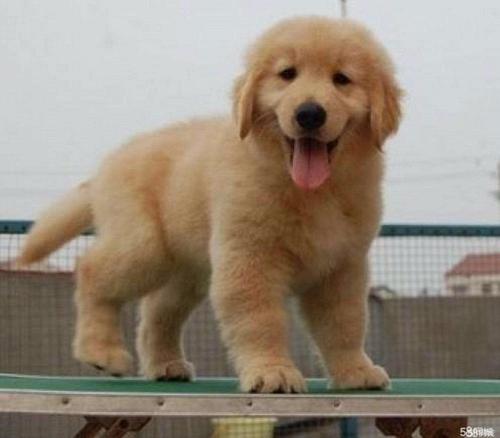 金毛幼犬室内小便训练