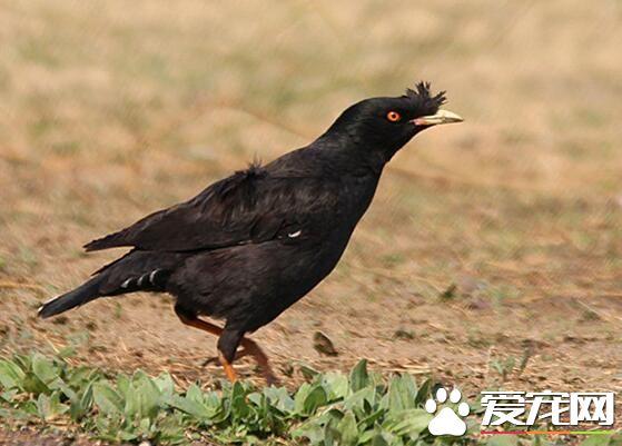 八哥怎样训练方法