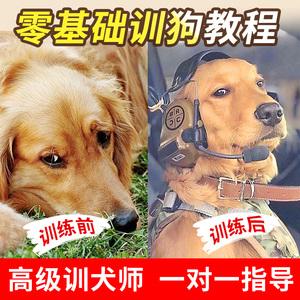 如何把狗训练成工作犬