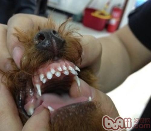 狗狗换牙咬东西怎么训练