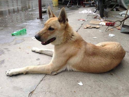 土狗怎么好训练