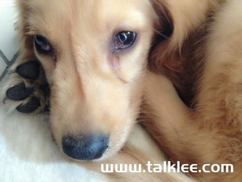 犬瘟热后期喘气不吃东西