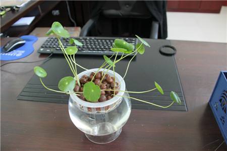 水培金钱草养殖方法