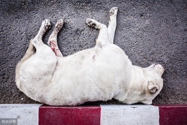 狗狗死了说些什么东西怎么办