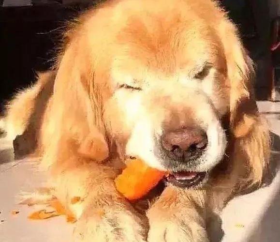 我家狗吃东西不会嚼怎么办