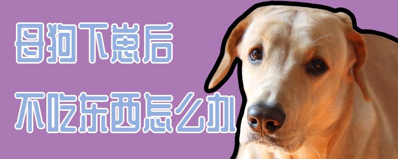 母狗流产后不吃东西