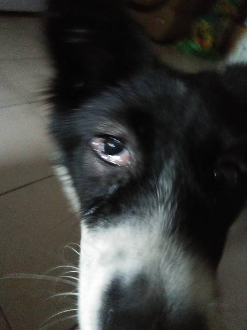 狗狗眼睛突然流东西是怎么回事怎么办