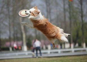 狗进出门训练