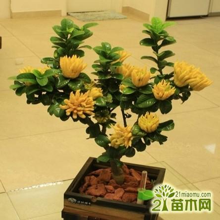 盆景的栽培和制作方法