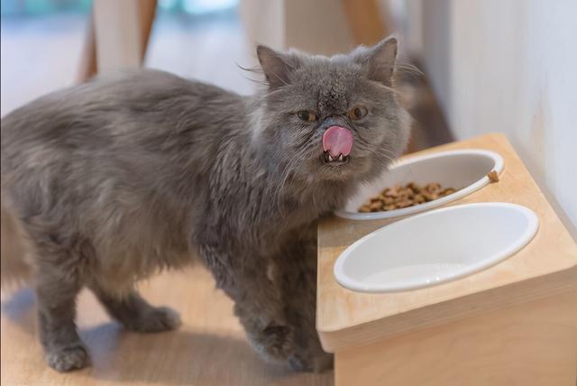 猫突然不吃东西不动了
