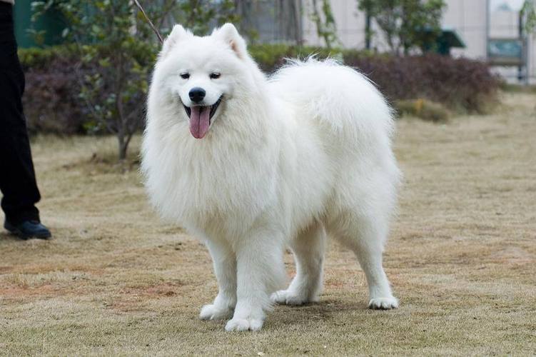 怎样训练我的萨摩耶犬不叫