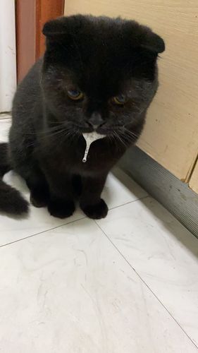 猫不吃东西只喝水呕吐怎么办