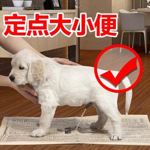怎么金毛训练大小便