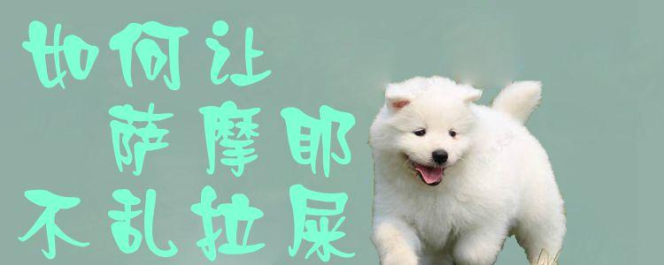 萨摩耶到处拉屎怎么训练
