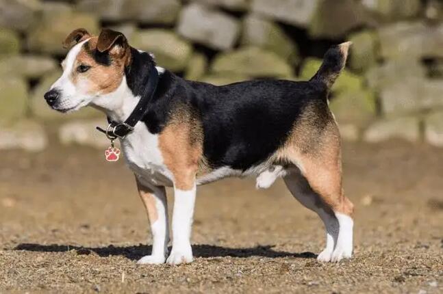 猎犬如何训练喊回来