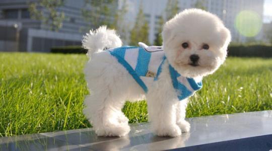 比熊犬咬人咬东西怎么办