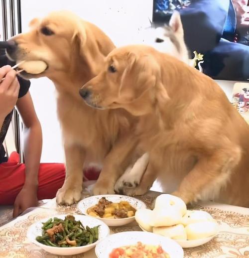 金毛拉肚子但是吃东西怎么办