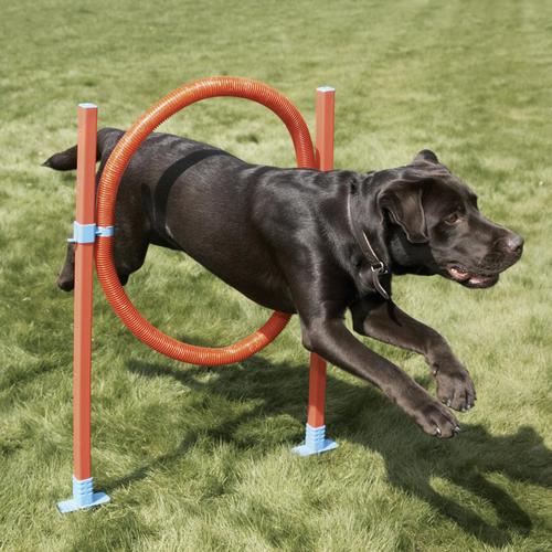 宠物犬训练训练宠物狗