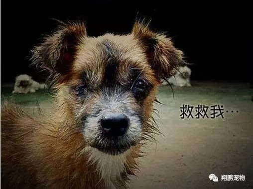 流浪要注意什么东西