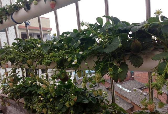 阳台草莓盆栽栽培技巧