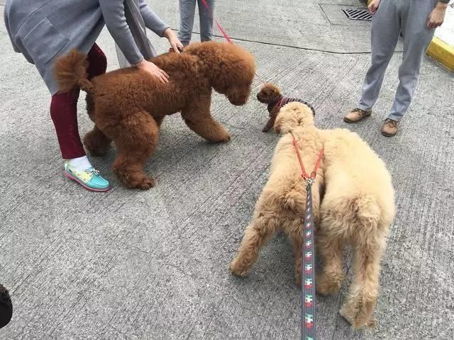 怎样训练泰迪狗不咬人