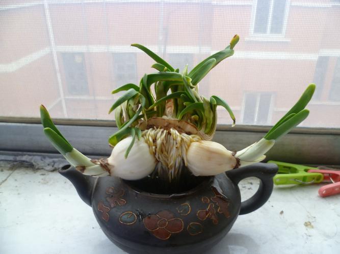 水仙栽培方法水培
