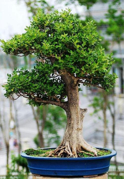 黄杨木怎样栽培