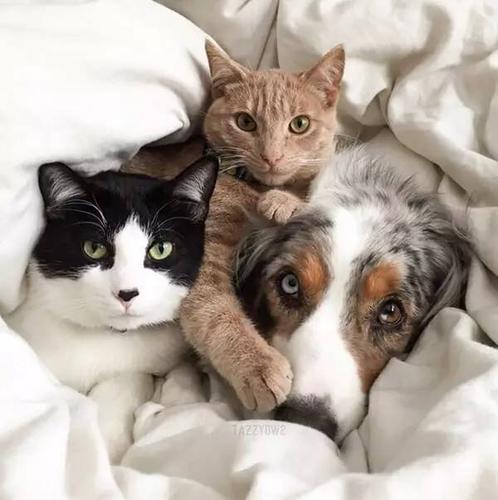 如何把猫训练成狗