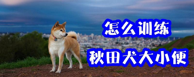 训练秋田犬大小便